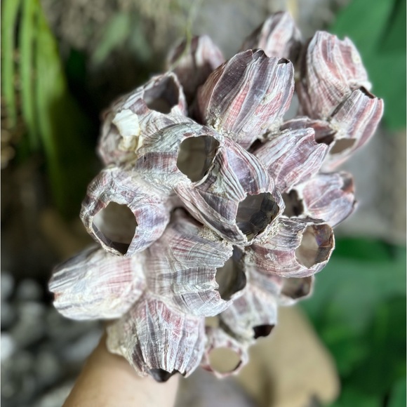 VTG  NATURAL Barnacles Cluster BEACH OCEAN AQUARIUM COASTAL SHELL NAUTICAL DECOR - Picture 15 of 17
